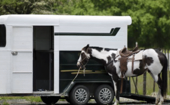 Horse trailer finance qld